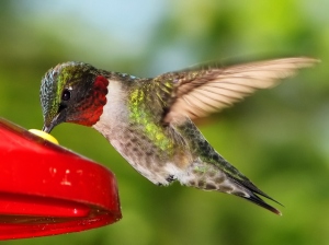 humming-bird-1396758-638x478